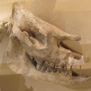 Teleoceras Skull