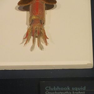 Clubhook Squid