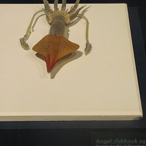 Angel Clubhook Squid