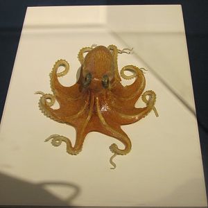 Curled Octopus