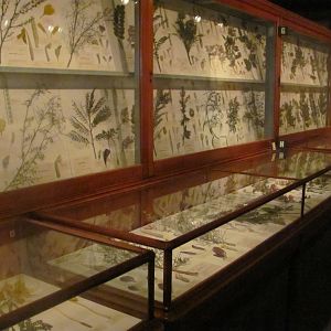 Blaschka Glass Flowers