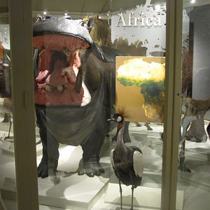 Nile Hippopotamus & Grey Crowned Crane