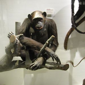 Common Chimpanzee