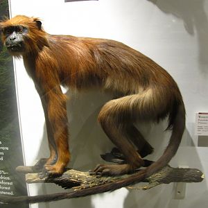 Western Red Colobus