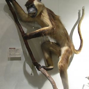 Collared Mangabey