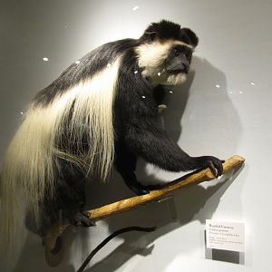 Mantled Guereza
