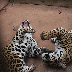 Remi & Bonita Playing