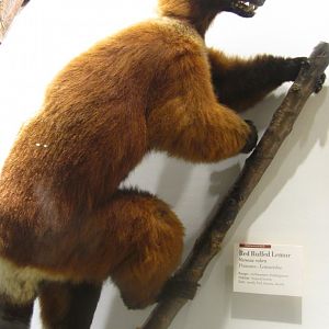 Red Ruffed Lemur