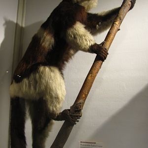 Black & White Ruffed Lemur