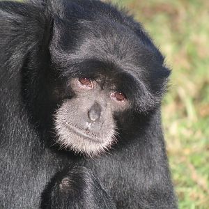 Siamang