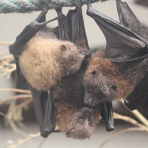 Fruit Bats