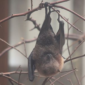 Fruit Bat