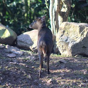 Indian Muntjac