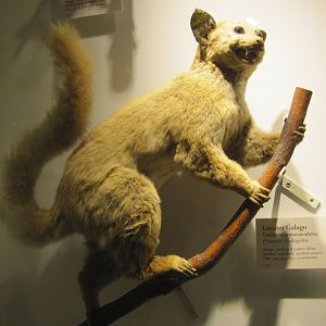 Greater Galago