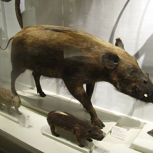 Red River Hog, Western Tree Hyrax & Brush Tailed Porcupine