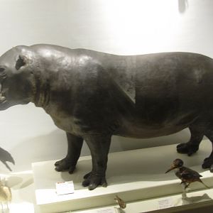 Pygmy Hippopotamus