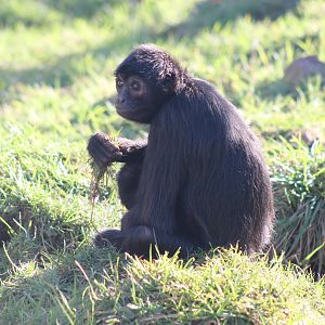 Colombian Spider Monkey