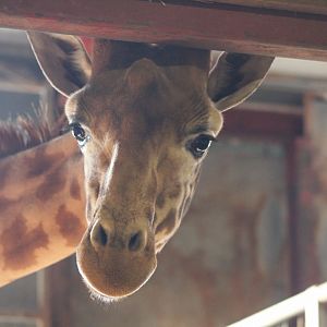 Nosey Giraffe