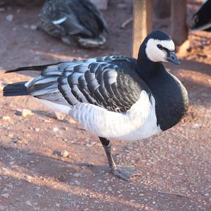 Now watch me whip, now watch me NENE  :/