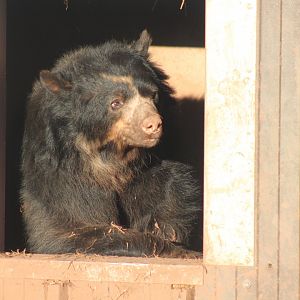 Snoopy or is it Paddington !!!!!