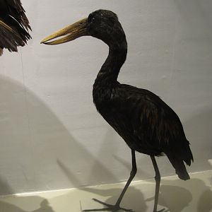 African Openbill