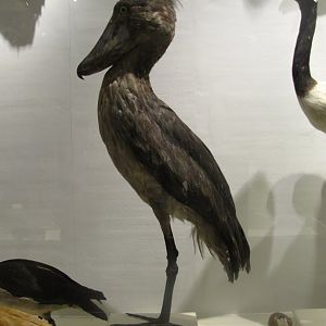 Shoebill