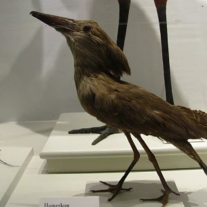Hamerkop
