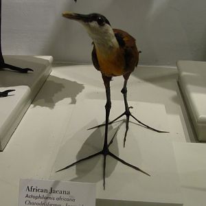 African Jacana