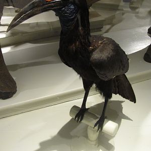 Abyssinian Ground Hornbill