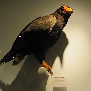 Bateleur