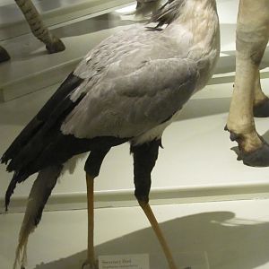 Secretarybird