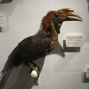 Black Casqued Hornbill