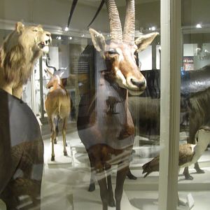 Giant Sable Antelope