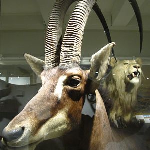 Giant Sable Antelope Closeup