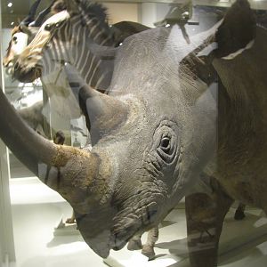 Black Rhinoceros