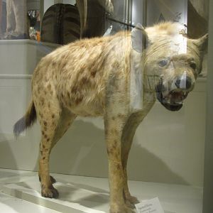 Spotted Hyena