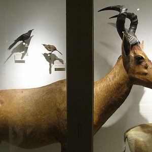 Red Hartebeest, Rufous Rock Jumper & Red Winged Starling