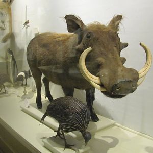 Warthog & Vulturine Guineafowl