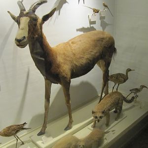Blesbok
