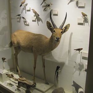 Southern Reedbuck