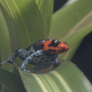 Blessed poison dart frog carrying tadpoles