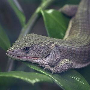 Red-lipped arboreal alligator lizard