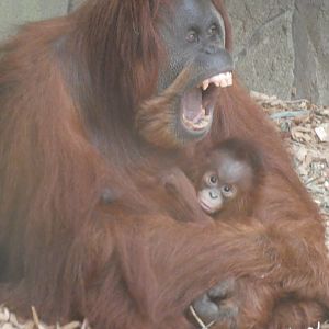 Emma and baby Sumatran Orang-utan