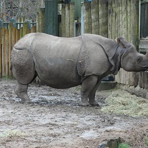 Greater One-horned Rhino Female 'Asha'