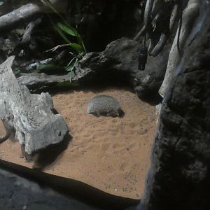 Lesser Hedgehog Tenerec