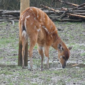 Sitatunga