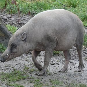 Babirusa