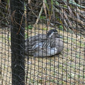 Gargeny in European aviary