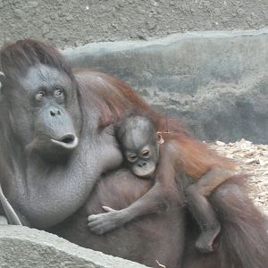 Sarieki and Tombol Bornean Orang-utans