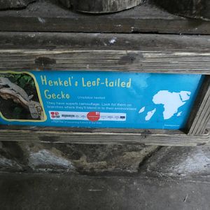 Leaf-tailed Gecko Signage